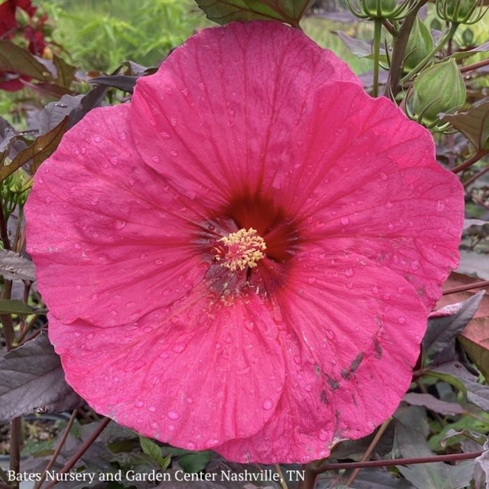 #3 Hibiscus x PW Summerific 'Evening Rose'/ Hot Pink Hardy