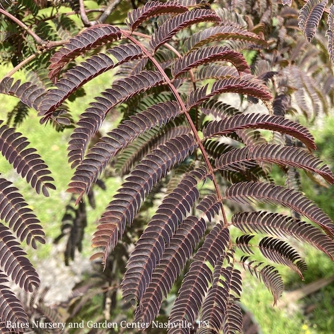 #5 Albizia jul Chocolate Fountain/ Mimosa Tree