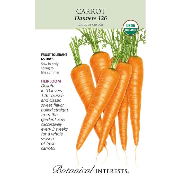 Seed Carrot Danvers 126 Organic Heirloom - Daucus carota - Lrg Pkt