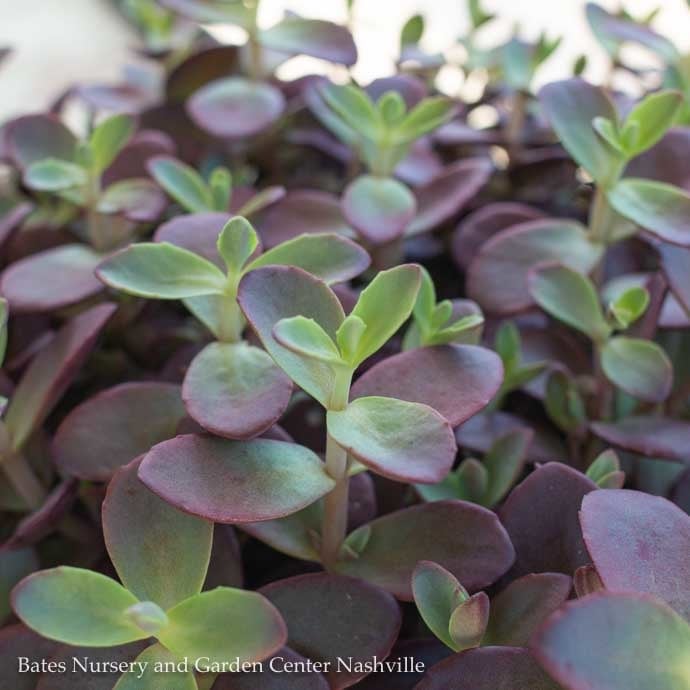 #1 Sedum x SunSparkler 'Firecracker'/ Stonecrop