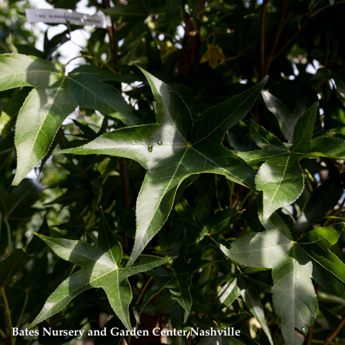 #30 Liquidambar sty Slender Silhouette/ Columnar Sweetgum Native (TN)