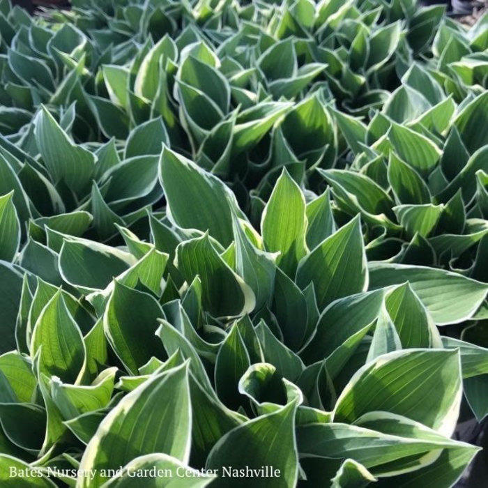 #1 Hosta x Francee/ Dark Green Edged White