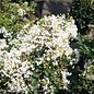 #2 Lagerstroemia Dazzle Assorted/ Pink or White Dwarf Crape Myrtle
