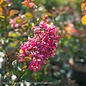 #2 Lagerstroemia Dazzle Assorted/Pink or White Crape Myrtle Dwarf