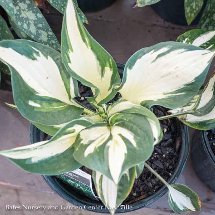 #1 Hosta Fire And Ice / Variegated