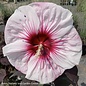 #3 Hibiscus x PW Summerific 'Perfect Storm'/ Compact White with Pink Hardy
