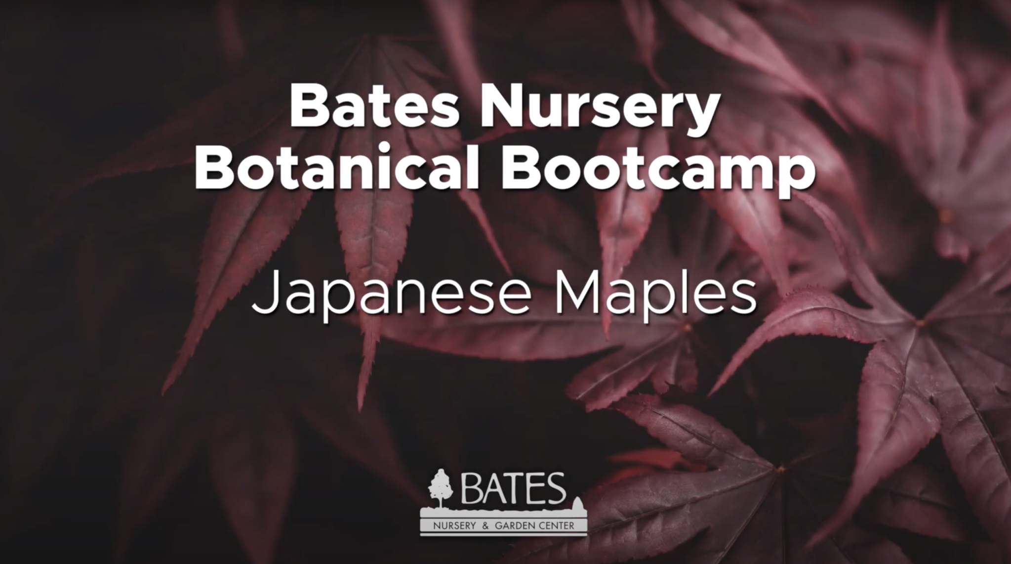 Japanese Maples 101