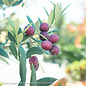 Tropical Edible #3 Olea europaea Arbequina/ Fruiting Olive Tree - No Warranty