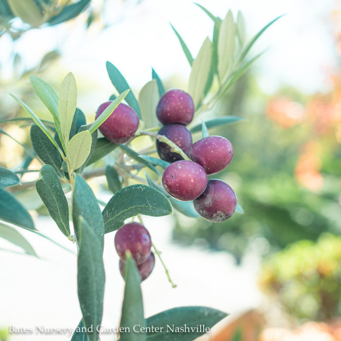 Tropical Edible #3 Olea europaea Arbequina/ Fruiting Olive Tree - No Warranty