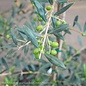 Tropical Edible #3 Olea europaea Arbequina Fruiting Olive Tree - No Warranty