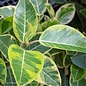 10p! Ficus Altissima Variegated STD /Tropical