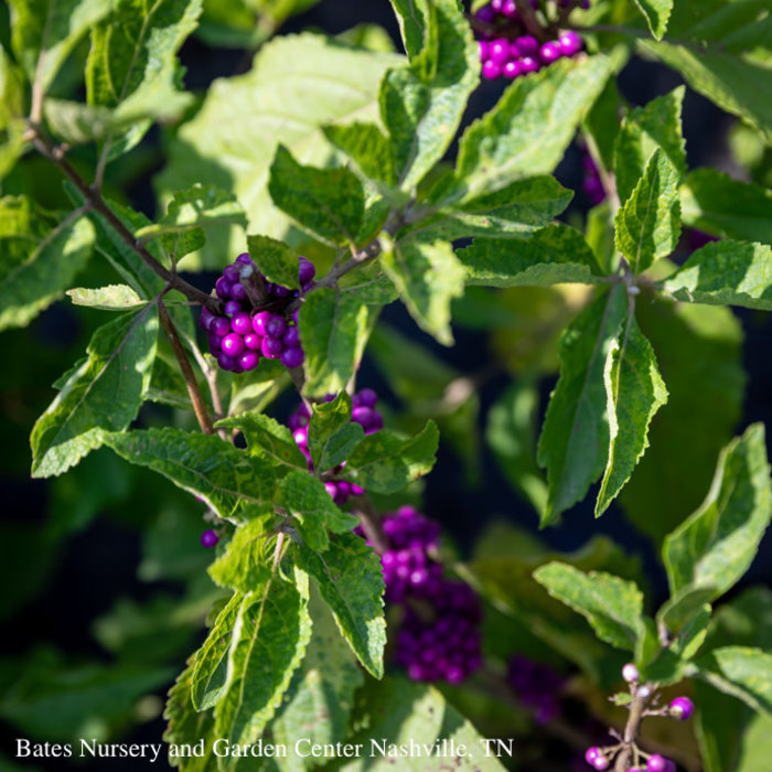 #1 Callicarpa americana/Beautyberry Native (TN)