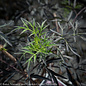 #2s Sambucus nigra PW Black Lace/Elderberry