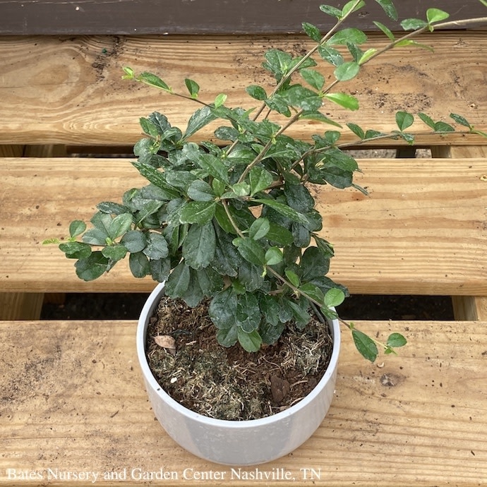 F10 Foliage Houseplants 6p Bonsai Small Harmony Assortment Tropical Bates Nursery Garden Center