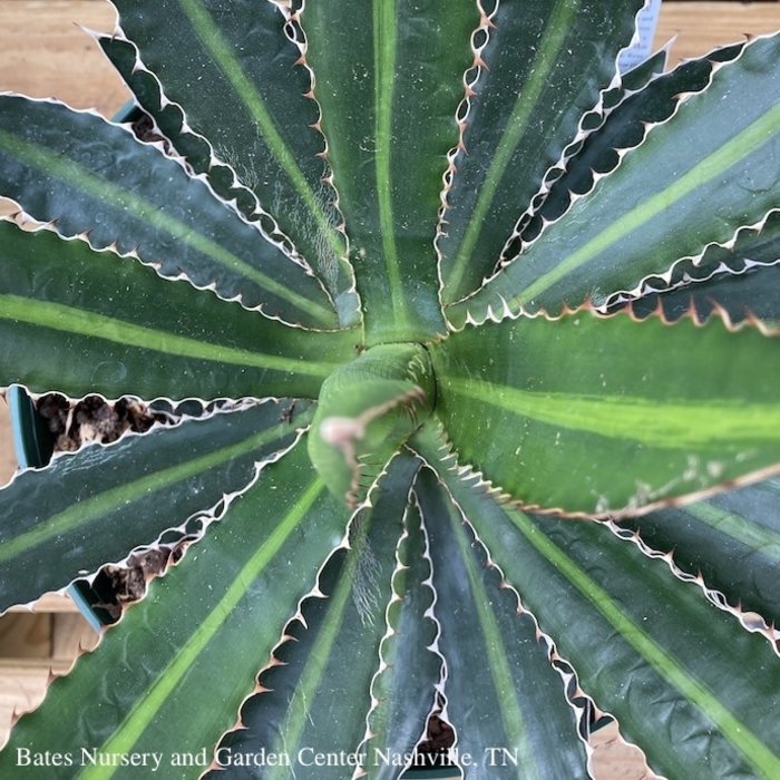 3p Venus Fly Trap /Tropical - Bates Nursery & Garden Center