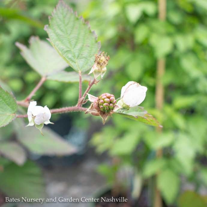 Edible #1 Rubus Navaho/Thornless Blackberry