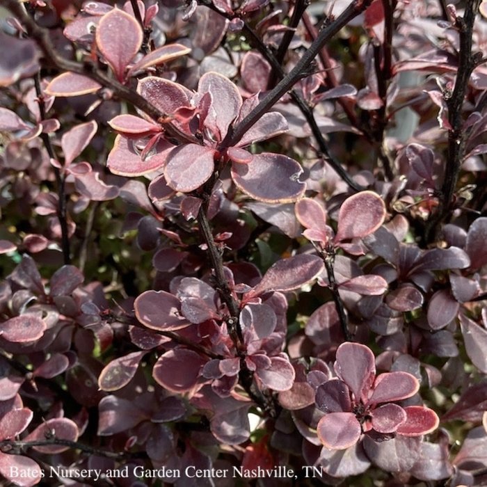 #2 Berberis thun PW Sunjoy Mini Maroon/ Dwarf Barberry