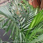 6p! Palm Cham Cataractarum / Cat Palm /Tropical