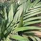 10p! Howea for / Kentia Palm /Tropical