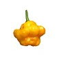 Seed Pepper Scotch Bonnet Yellow Heirloom - Capsicum chinense