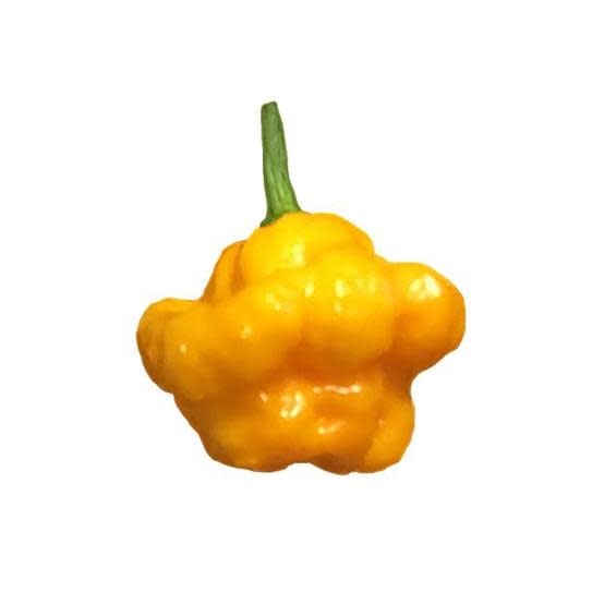 Seed Pepper Scotch Bonnet Yellow Heirloom - Capsicum chinense