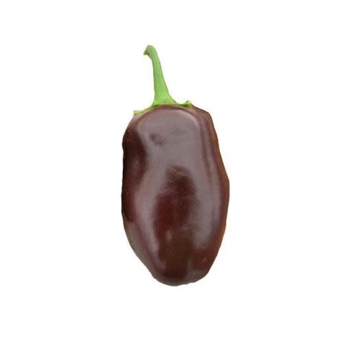 Seed Pepper Bell Chocolate Sweet Heirloom Organic - Capsicum annuum