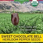 Seed Pepper Bell Chocolate Sweet Heirloom Organic - Capsicum annuum