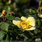 #2 Rosa SUNNY Knock Out/ Yellow Shrub Rose - No Warranty