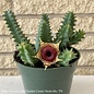 4p! Cactus Lifesaver Plant /Tropical