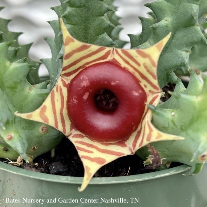 4p! Cactus Stapelia / Lifesaver Plant /Tropical