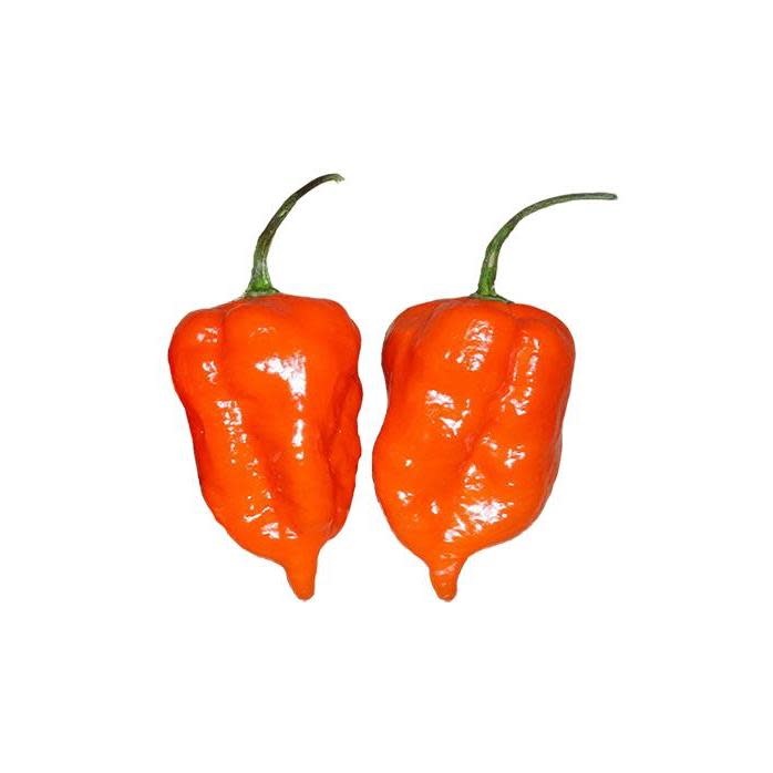 Seed Pepper Habanero Orange Heirloom - Capsicum chinense