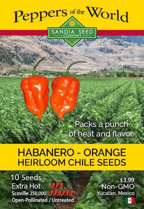 Seed Pepper Habanero Orange Heirloom - Capsicum chinense