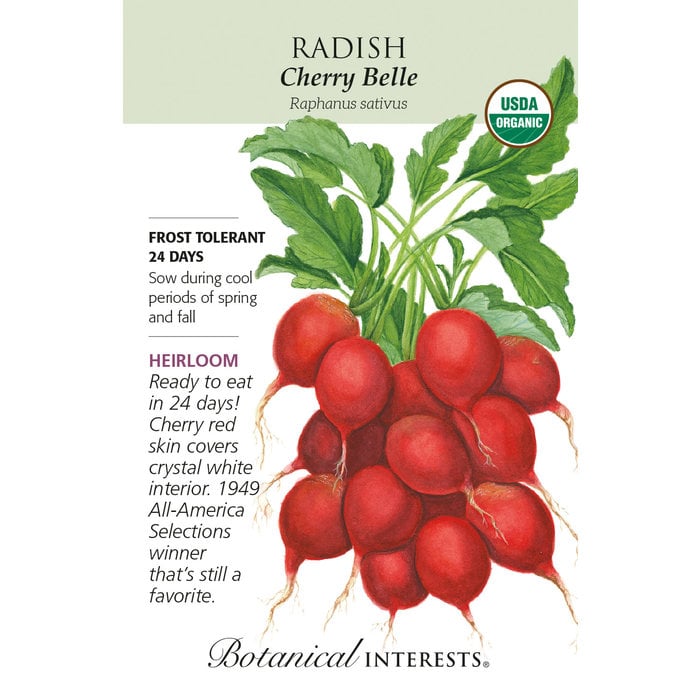 Chard Ruby Red/Rhubarb (Organic)