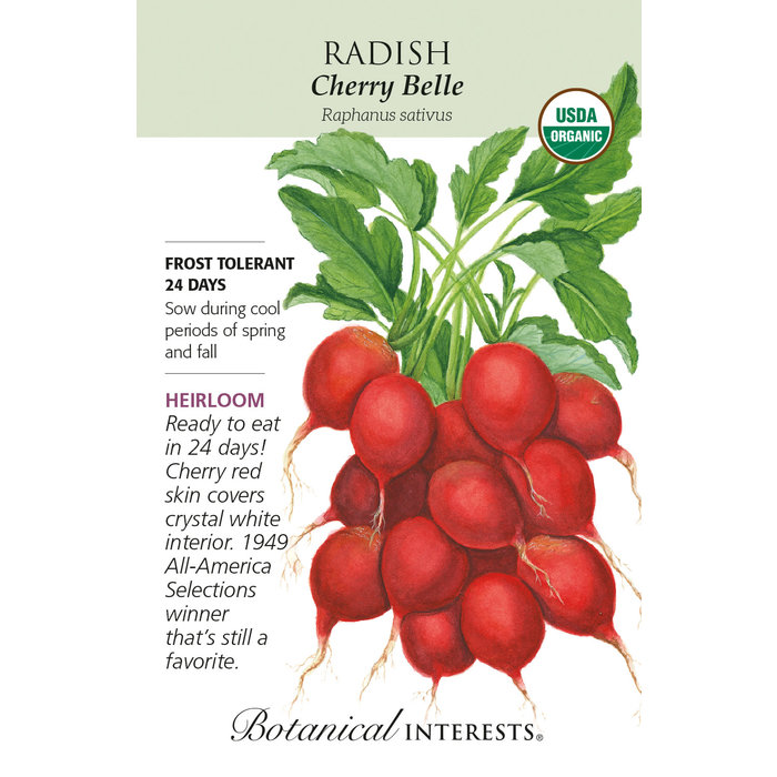 Seed Veg Radish Cherry Belle Organic Heirloom - Raphanus sativus