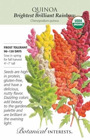 Seed Veg Quinoa Brightest Brilliant Rainbow Organic - Chenopodium quinoa