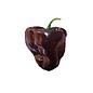 Seed Pepper Poblano Mulato Isleno /Chocolate Heirloom - Capsicum annuum