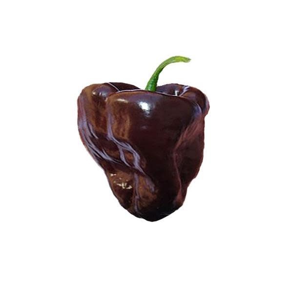 Seed Pepper Poblano Mulato Isleno /Chocolate Heirloom - Capsicum annuum