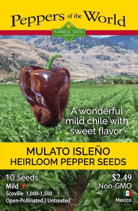Seed Pepper Poblano Mulato Isleno /Chocolate Heirloom - Capsicum annuum