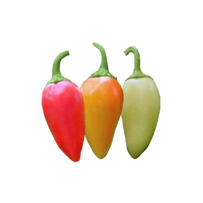 Seed Pepper Santa Fe Grande Heirloom - Capsicum annuum