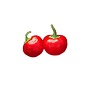 Seed Pepper Hot Red Cherry Heirloom - Capsicum annuum