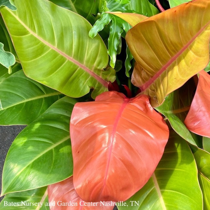 10p! Philodendron Prince of Orange  /Tropical