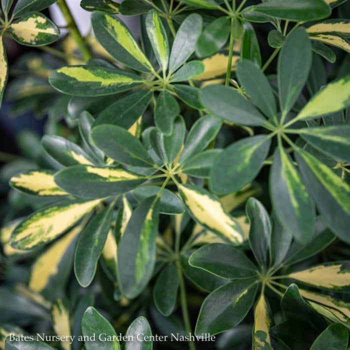 4p! Schefflera Arboricola Variegated Bush /Tropical