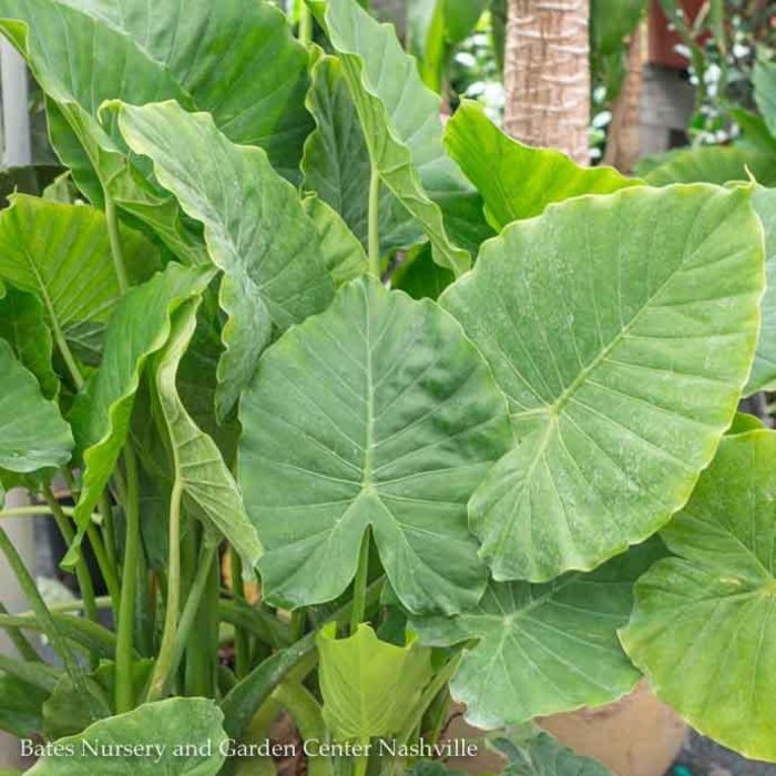 Bulb Elephant Ear / Alocasia Odora Upright 1Ea