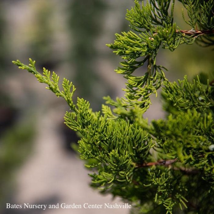 #3 Juniperus chin Torulosa/Hollywood Chinese Juniper Upright