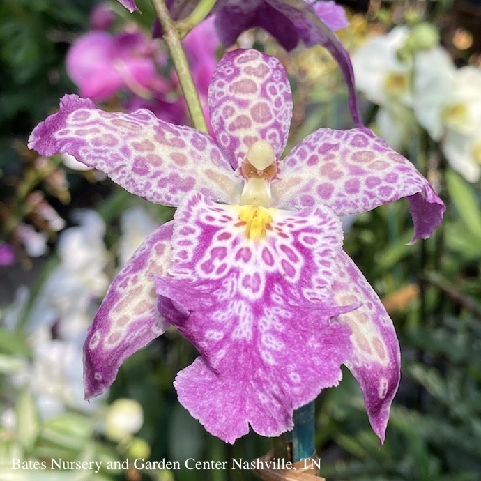 4p! Orchid Oncidium Assorted Colors /Tropical