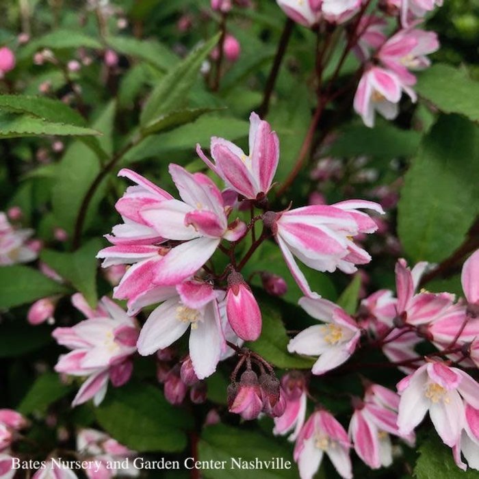 #2s Deutzia x PW Yuki Cherry Blossom/ Pink and White