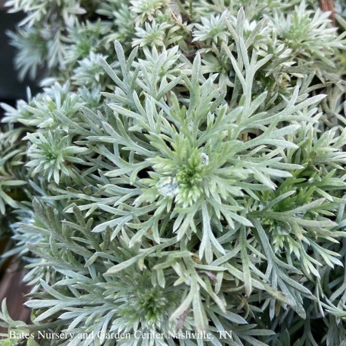 #1 Artemisia Silver Mound/ Wormwood