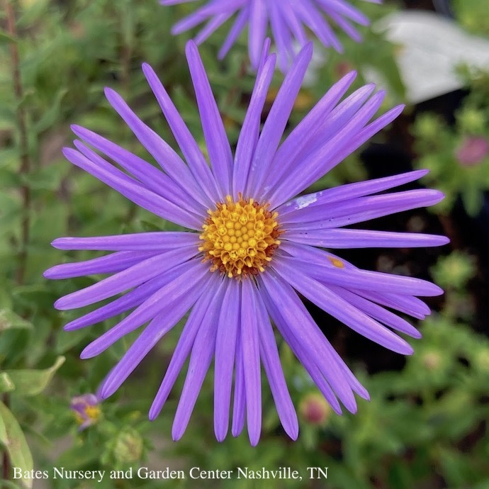 #1 Symphyotrichum oblong Raydon's Favorite/ Aromatic Aster Native (TN)