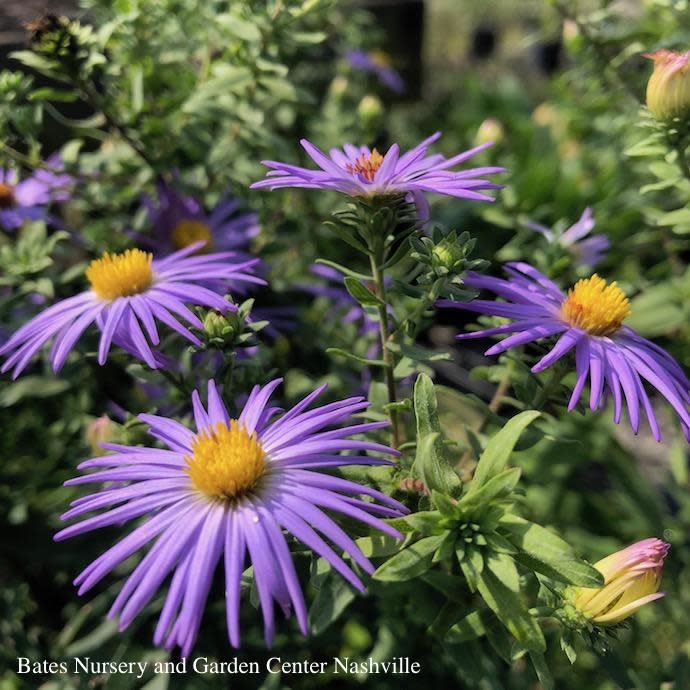 #1 Symphyotrichum oblong Raydon's Favorite/ Aromatic Aster Native (TN)