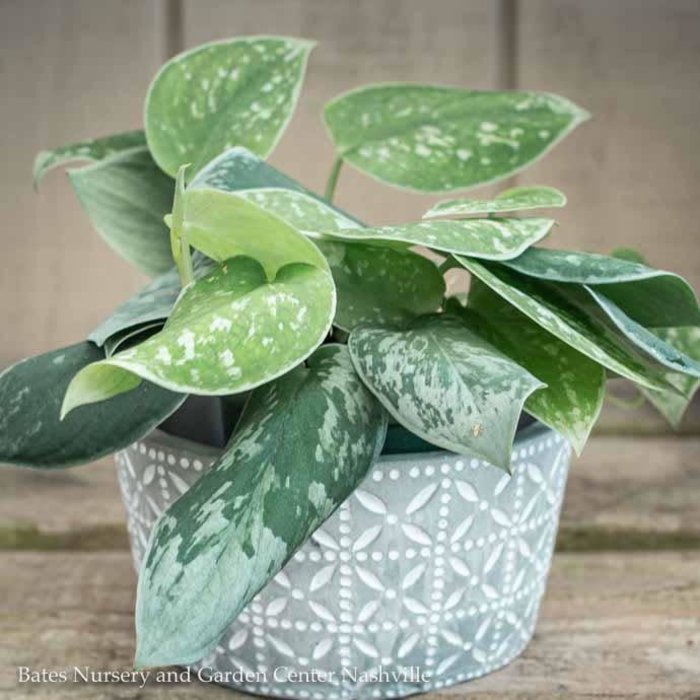 4p! Pothos Satin or Scindapsus picta /Devil's Ivy /Tropical